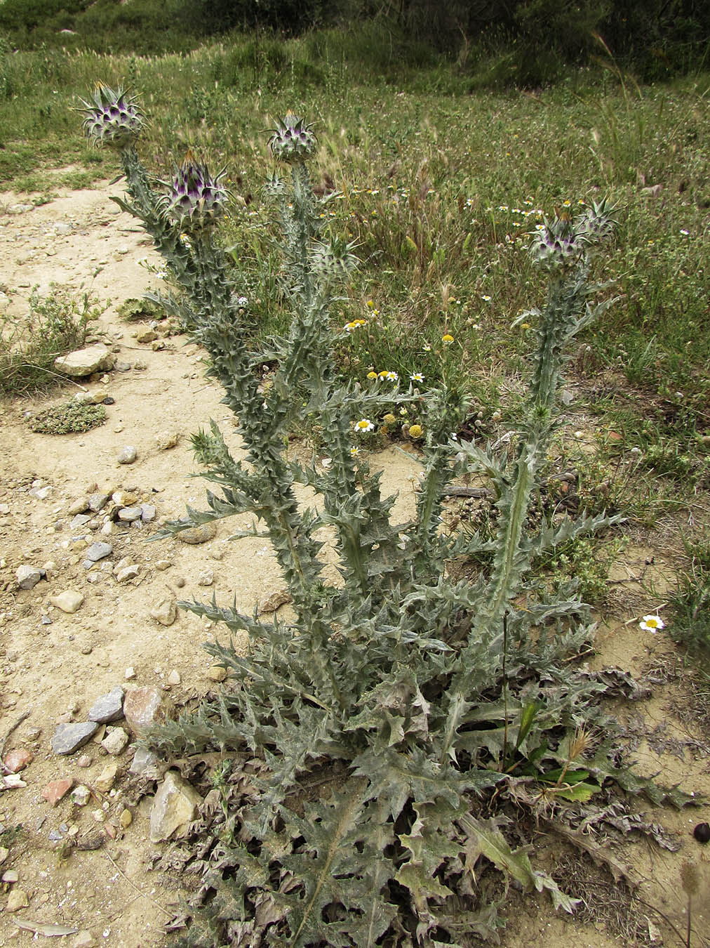 Image of Onopordum illyricum specimen.