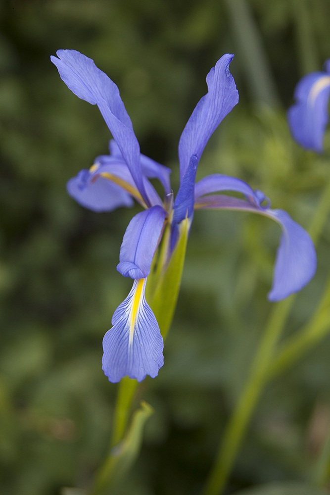 Image of Iris notha specimen.