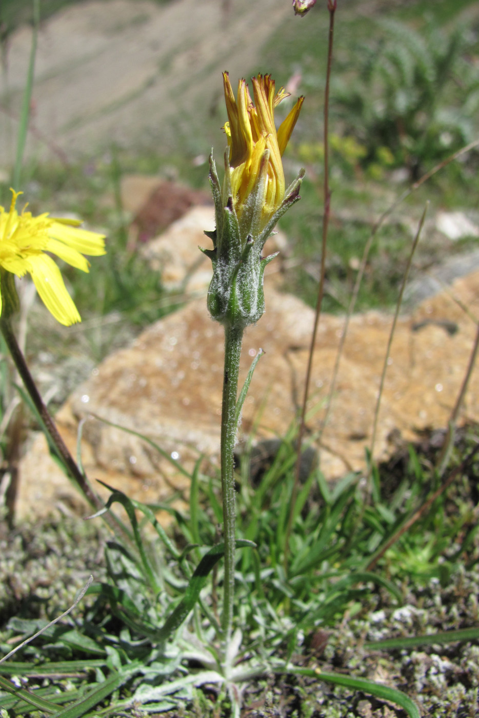 Image of Scorzonera meyeri specimen.