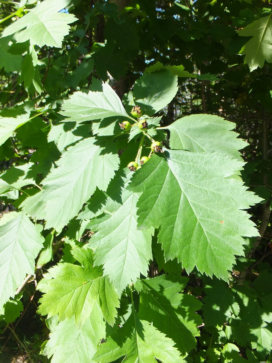 Изображение особи род Crataegus.