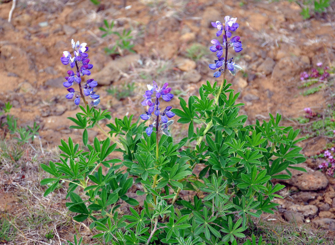 Изображение особи Lupinus nootkatensis.