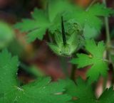 Geranium bohemicum. Незрелый плод и листья. Пермский край, Оханский р-н, Тулумбаихинское сельское поселение, Кунчурихинский бор, обочина лесной дороги. 17.09.2016.