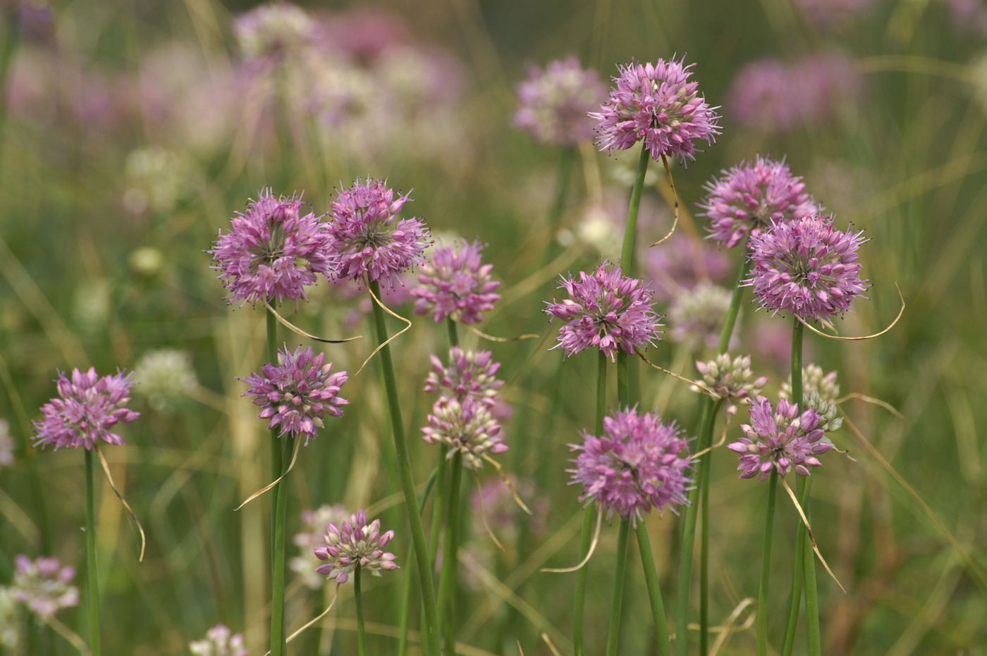 Изображение особи Allium cretaceum.