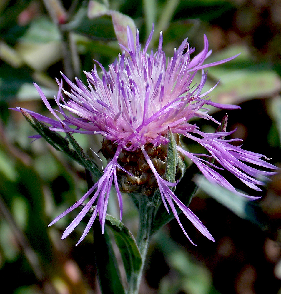 Image of Centaurea jacea ssp. substituta specimen.