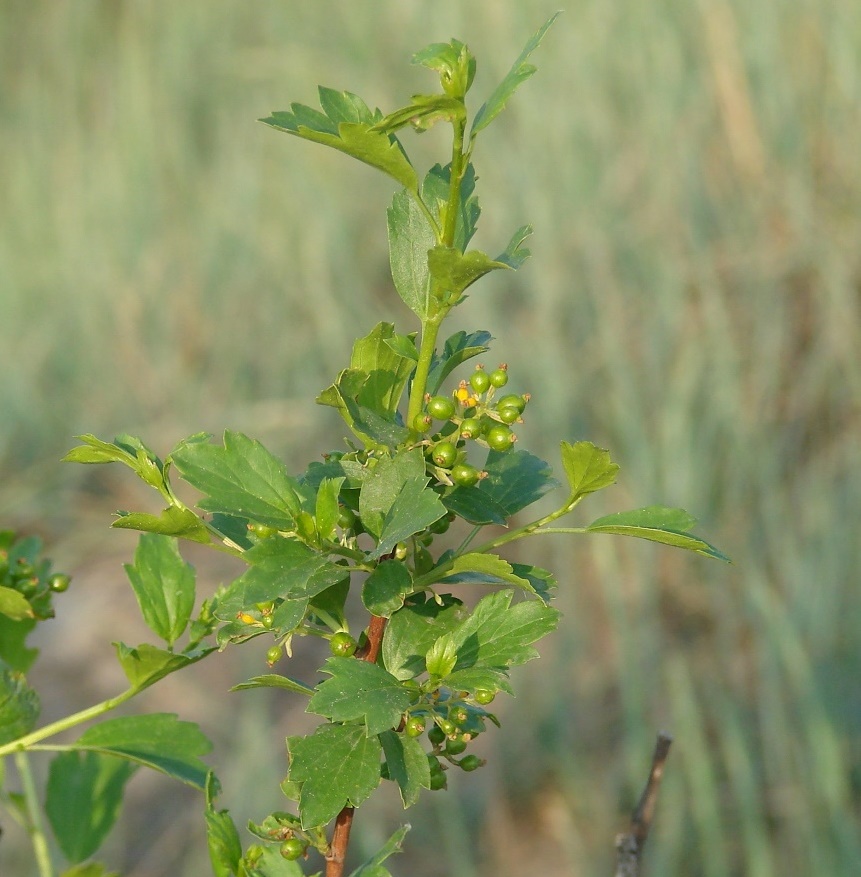 Image of Ribes diacantha specimen.