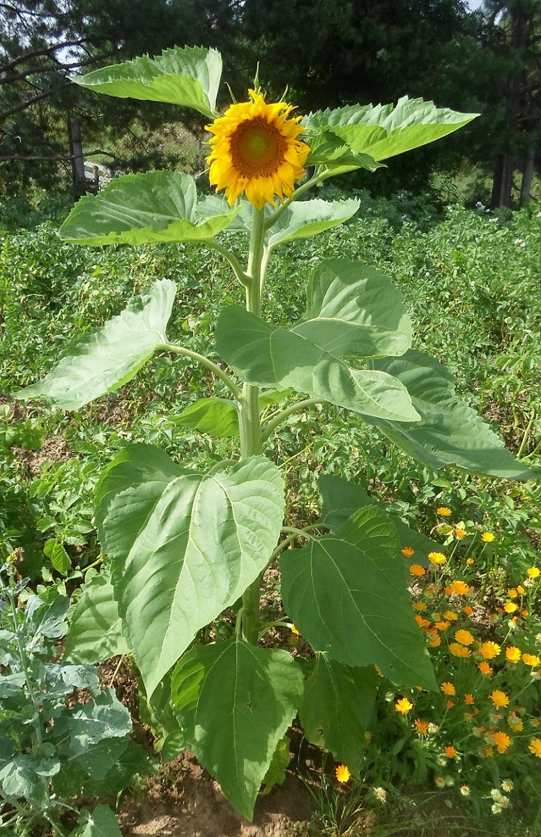 Image of Helianthus annuus specimen.