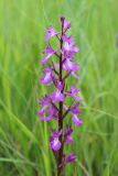 Anacamptis laxiflora подвид elegans