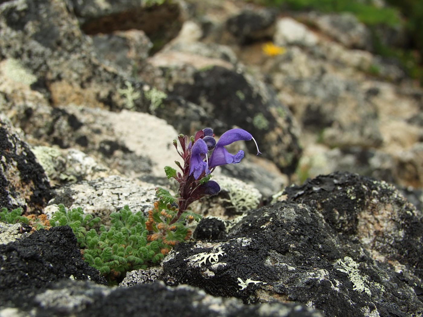 Image of Dracocephalum palmatum specimen.