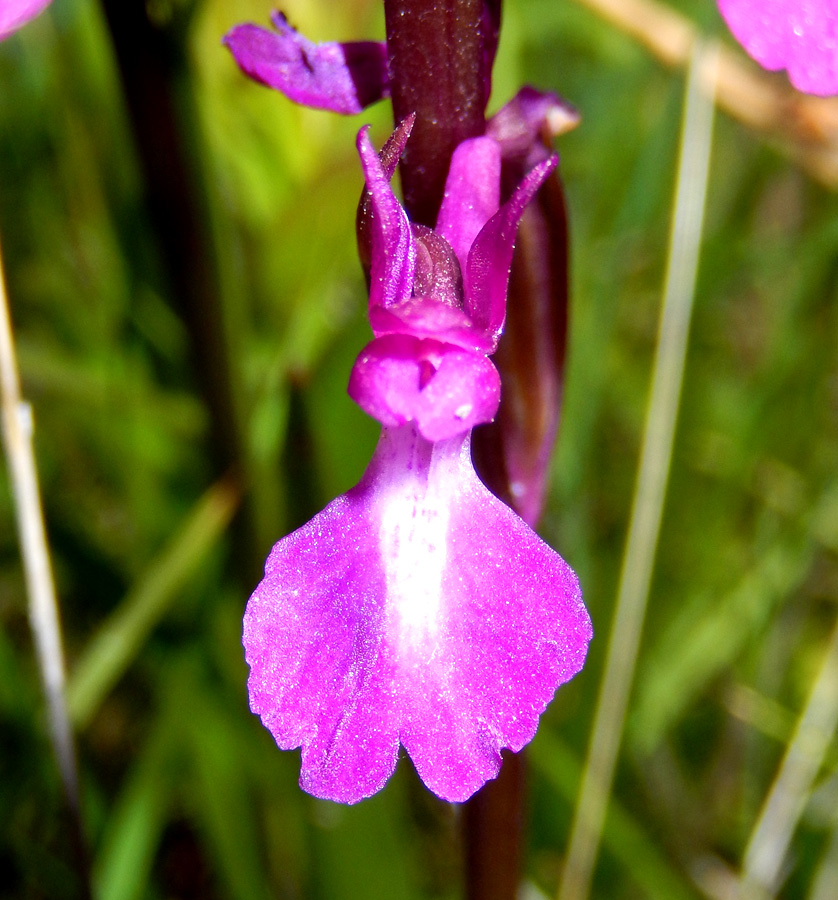 Image of Anacamptis laxiflora ssp. dielsiana specimen.