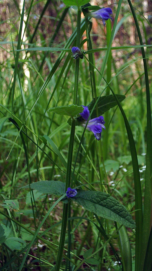 Изображение особи Scutellaria galericulata.