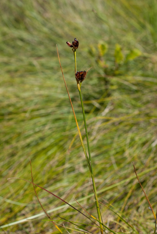 Image of Juncus castaneus specimen.