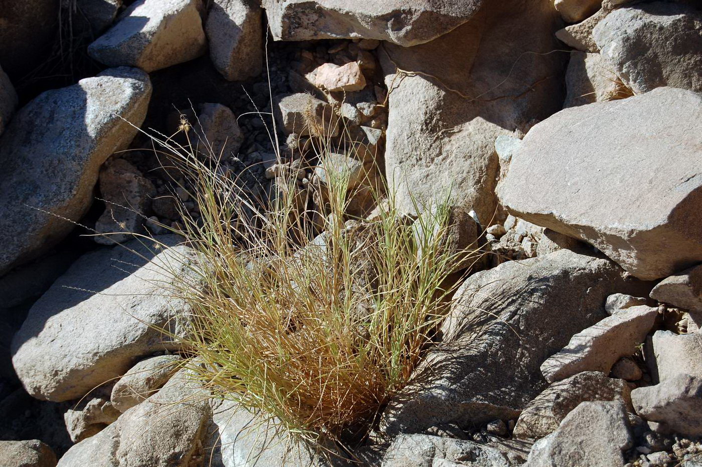 Изображение особи семейство Poaceae.