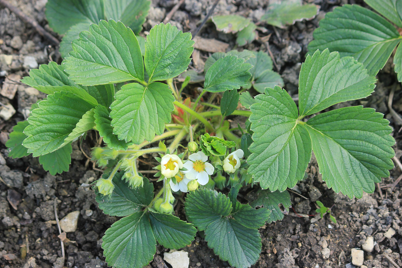 Изображение особи Fragaria &times; ananassa.