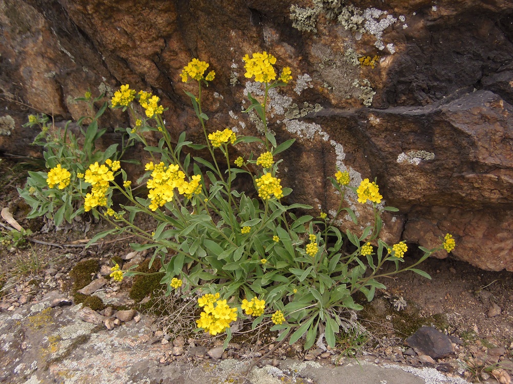 Image of Aurinia saxatilis specimen.