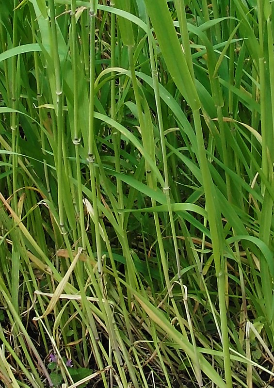 Image of Hordeum distichon specimen.