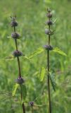 Phlomoides tuberosa