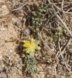 Centaurea glomerata. Цветущее растение. Египет, окр. г. Эль-Дабаа, залежь после ячменя. 11.03.2017.