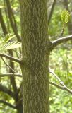 Sorbus alnifolia