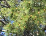 Pinus roxburghii. Верхушки веточек с микростробилами. Абхазия, г. Сухум, Сухумский ботанический сад, в культуре. 7 марта 2016 г.