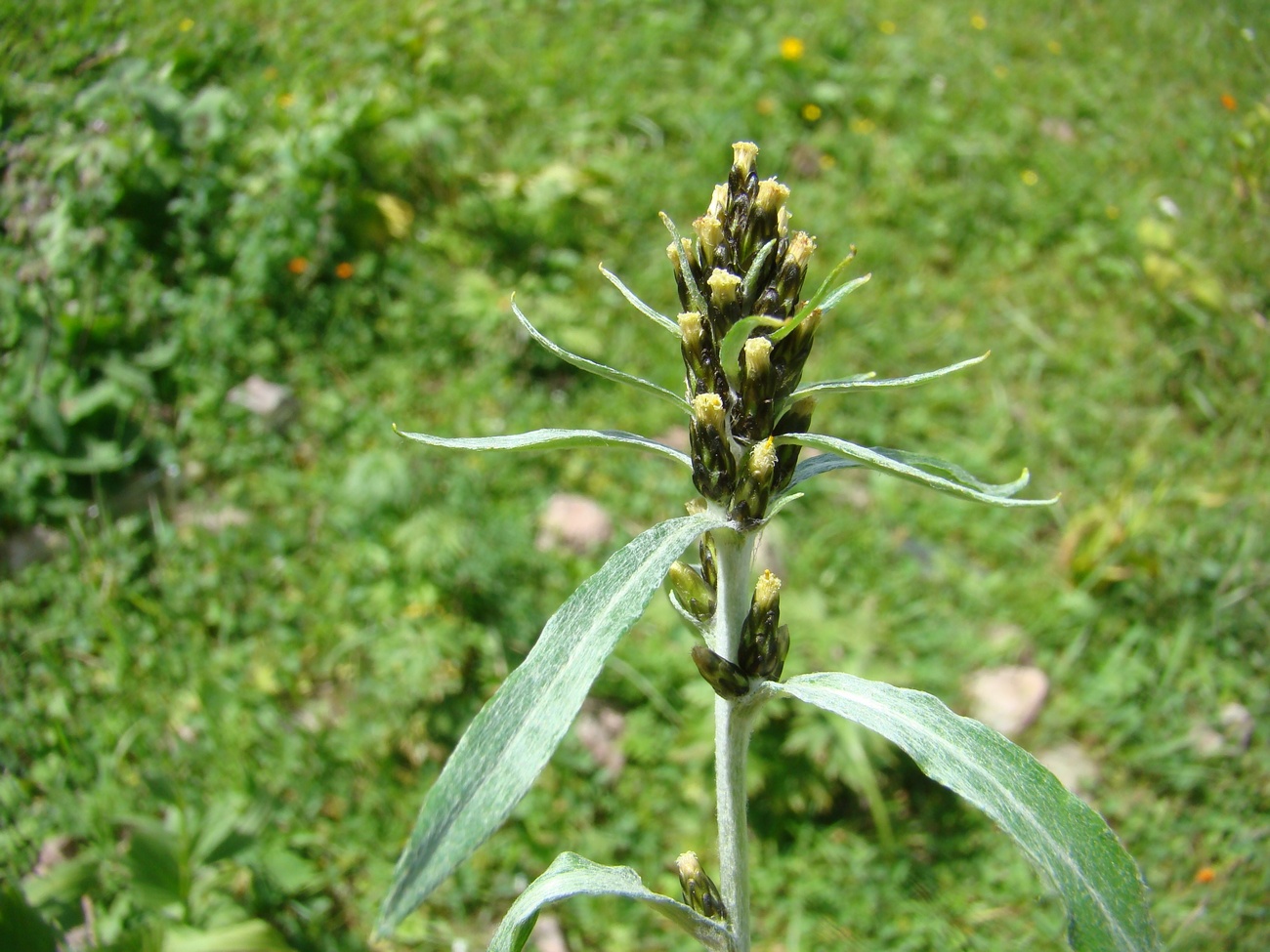 Image of Omalotheca norvegica specimen.