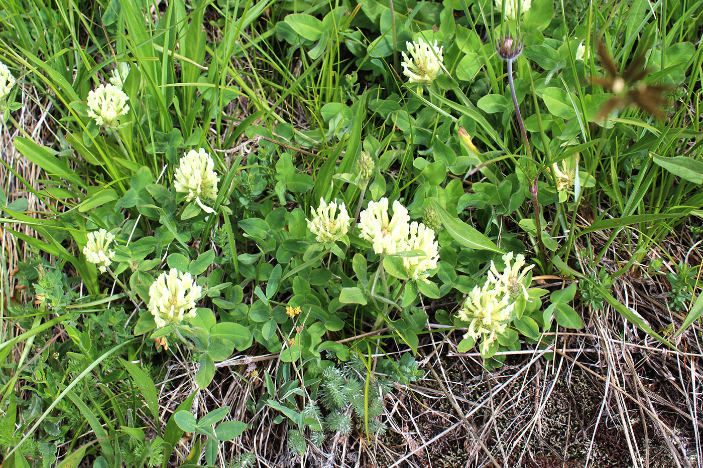 Image of Trifolium trichocephalum specimen.