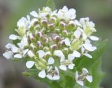 Lepidium campestre