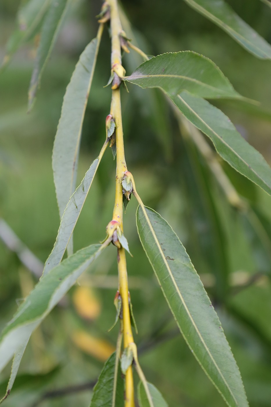 Изображение особи Salix acutifolia.