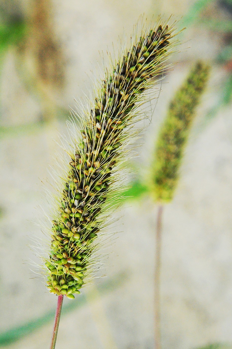 Image of genus Setaria specimen.