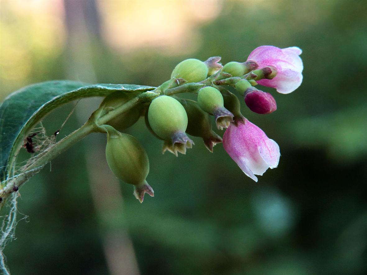 Image of Symphoricarpos albus var. laevigatus specimen.