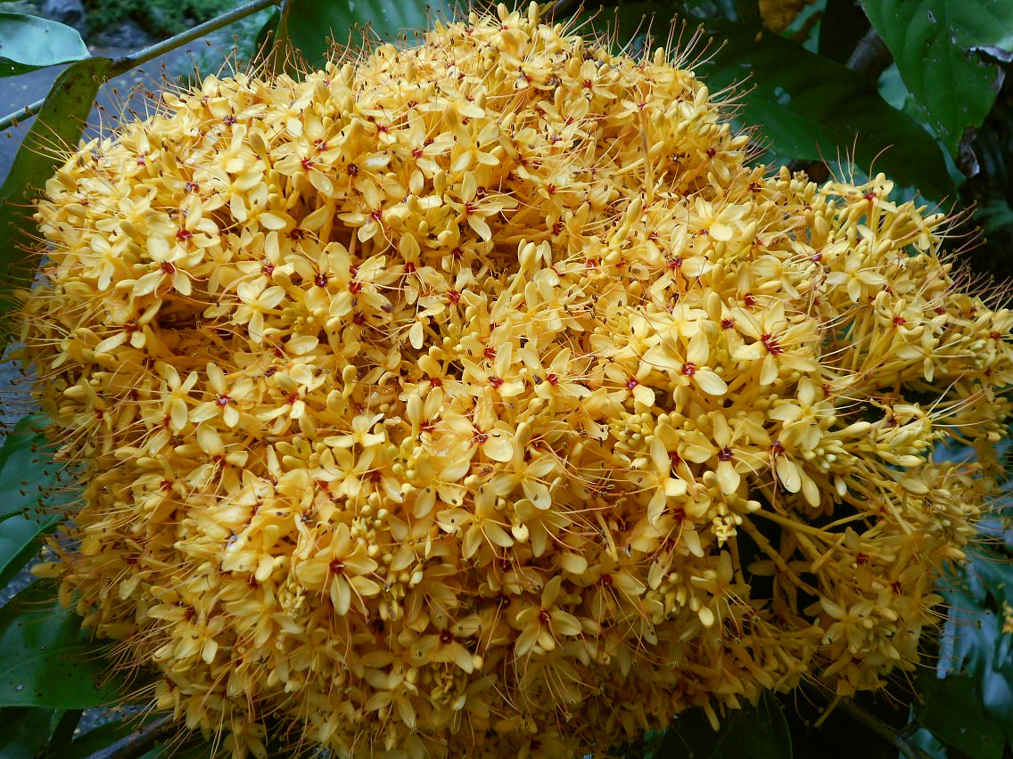 Image of Saraca thaipingensis specimen.