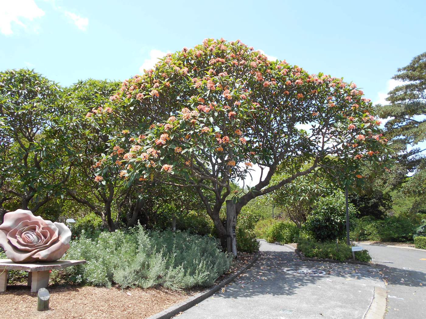 Image of Plumeria rubra specimen.