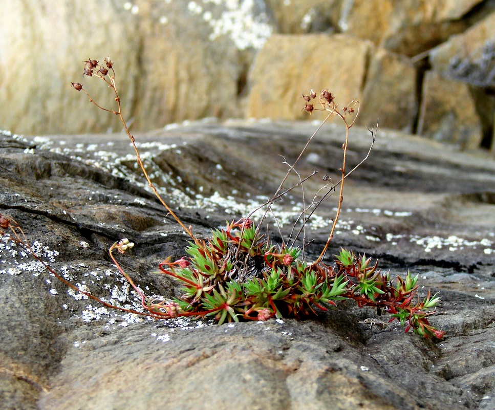 Image of Saxifraga spinulosa specimen.