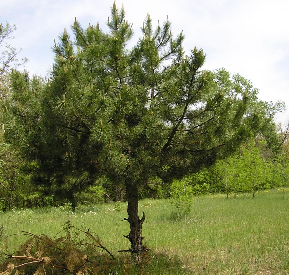 Image of Pinus pallasiana specimen.