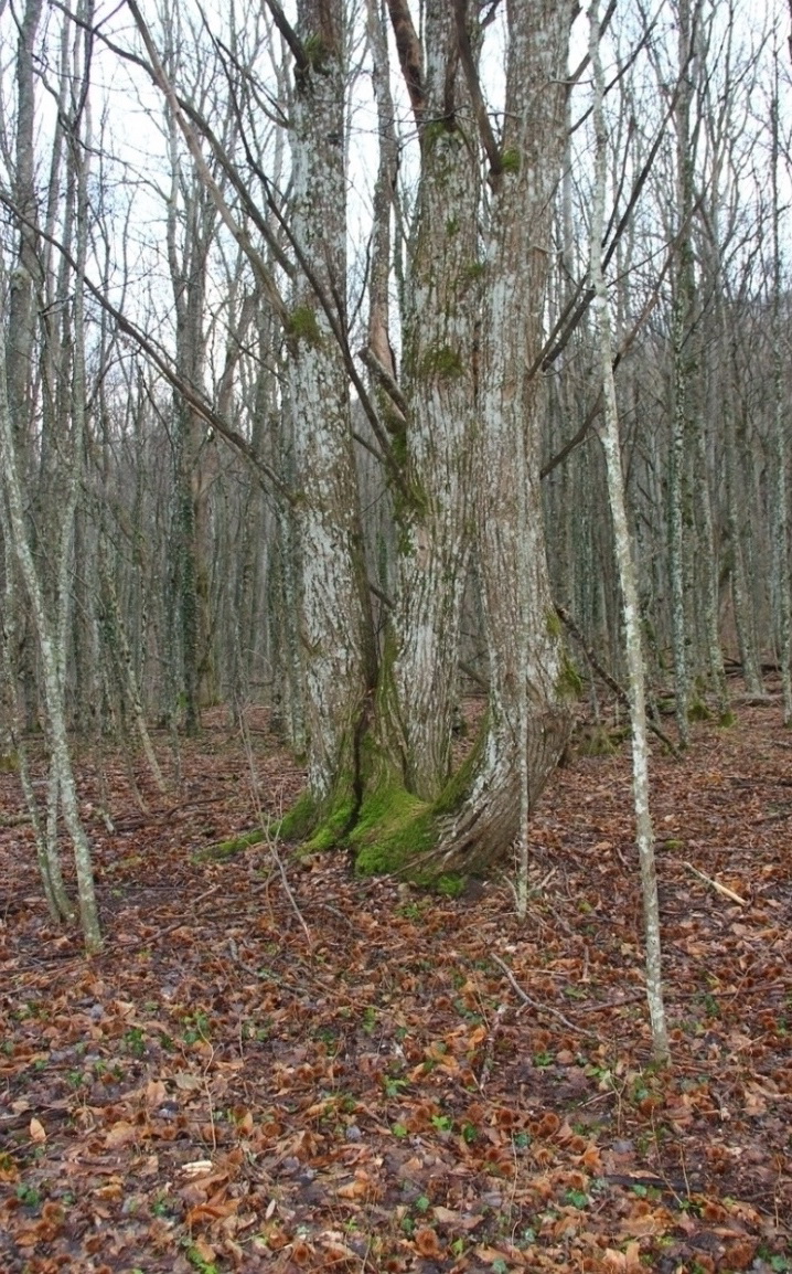 Image of Castanea sativa specimen.