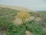 Rheum tataricum. Цветущее растение. Казахстан, Приаралье, метеоритный кратер Жаманшин, пустыня. Начало мая 2015 г.