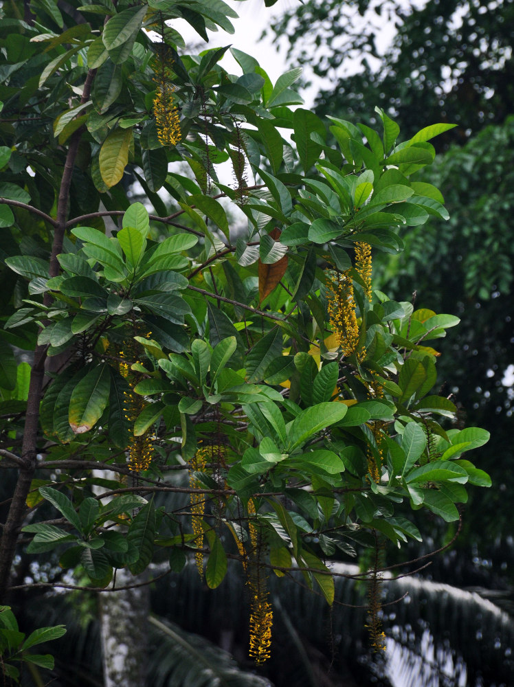 Изображение особи Lophanthera lactescens.