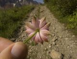 Astrantia maxima