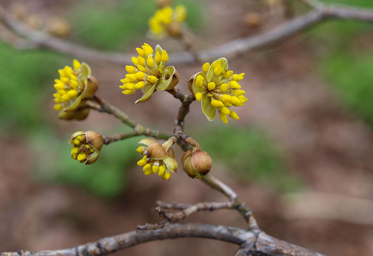 Image of Cornus mas specimen.