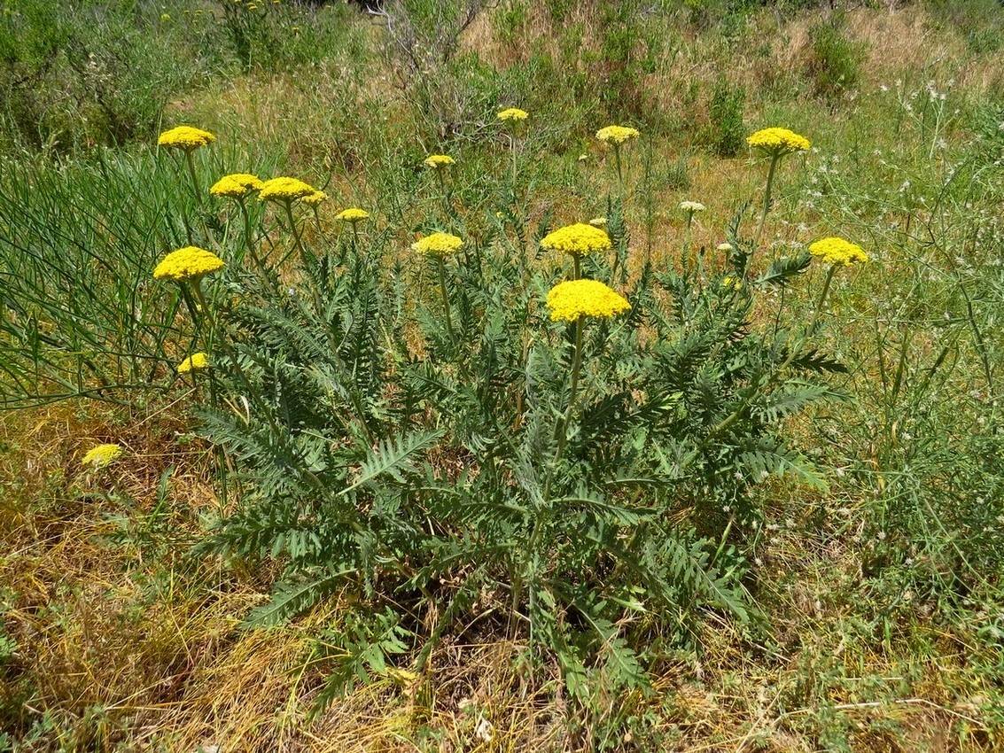 Image of Achillea filipendulina specimen.