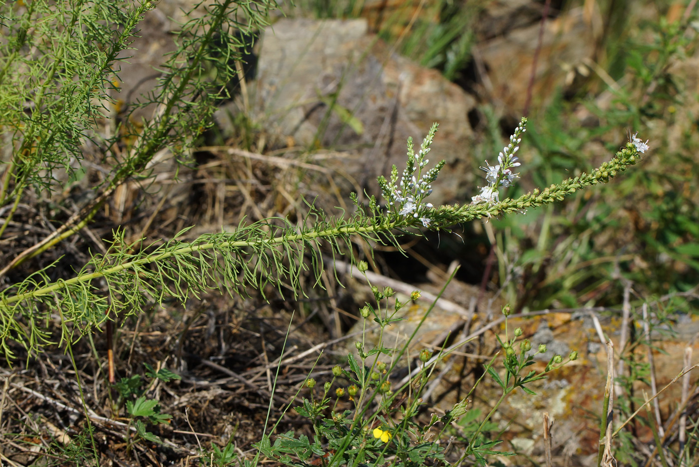 Image of Veronica pinnata specimen.