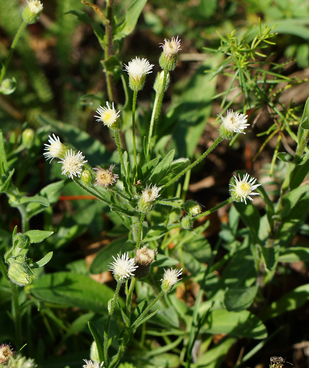 Image of Erigeron acris specimen.