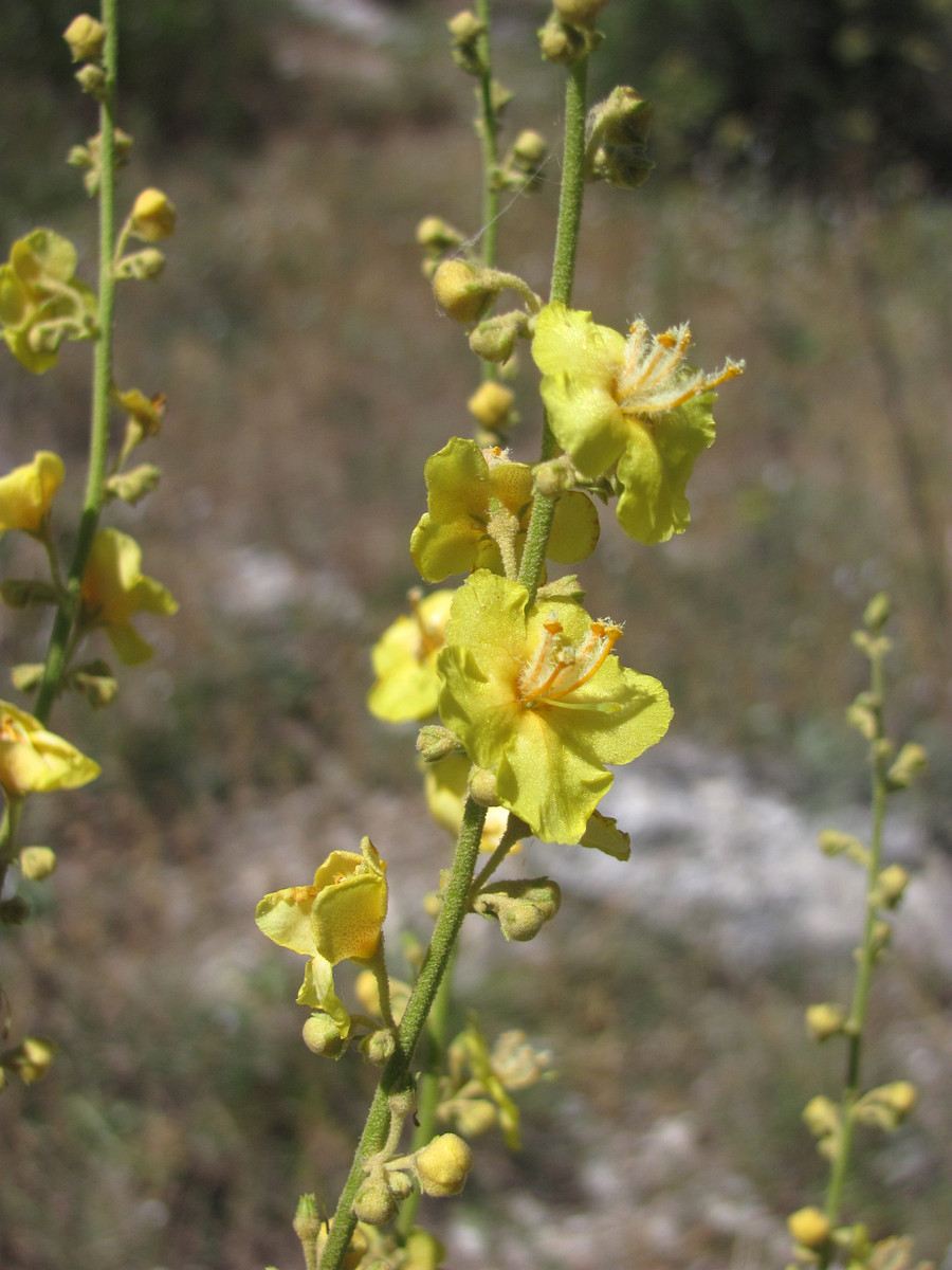 Image of Verbascum banaticum specimen.