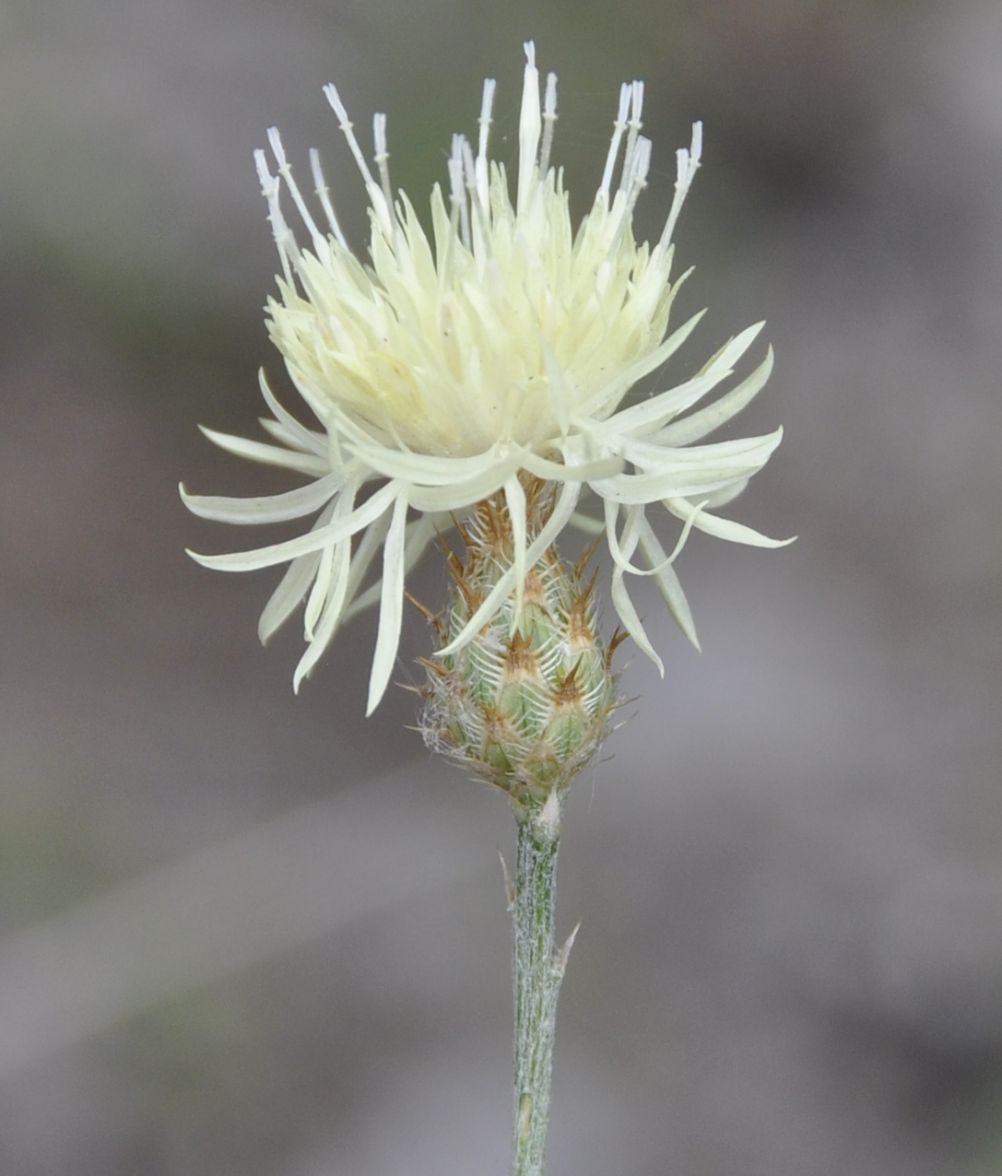 Изображение особи род Centaurea.