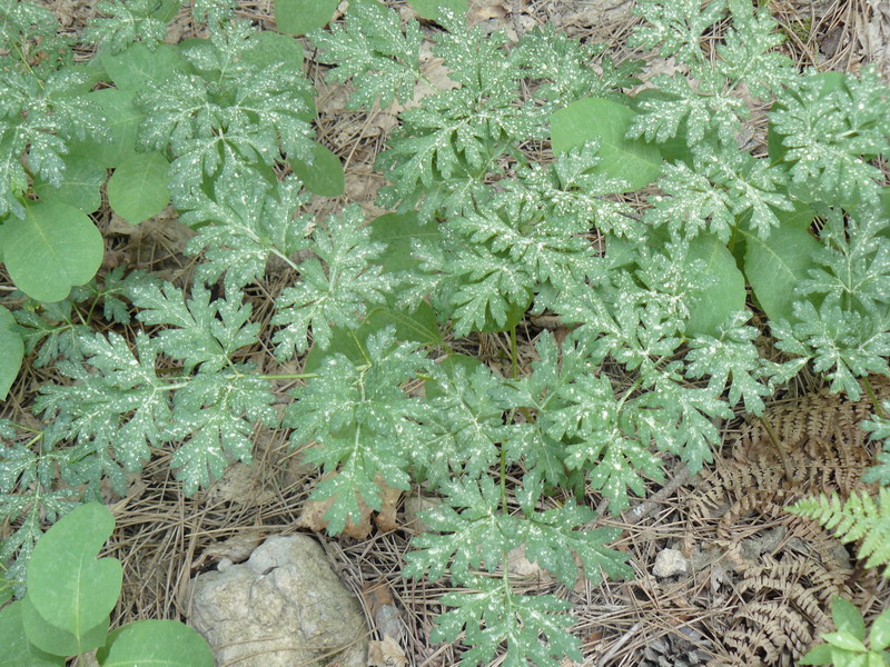 Image of Physospermum cornubiense specimen.