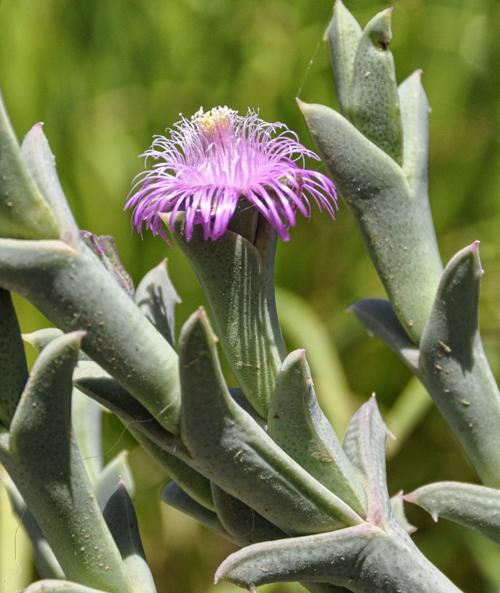 Изображение особи Ruschia perfoliata.