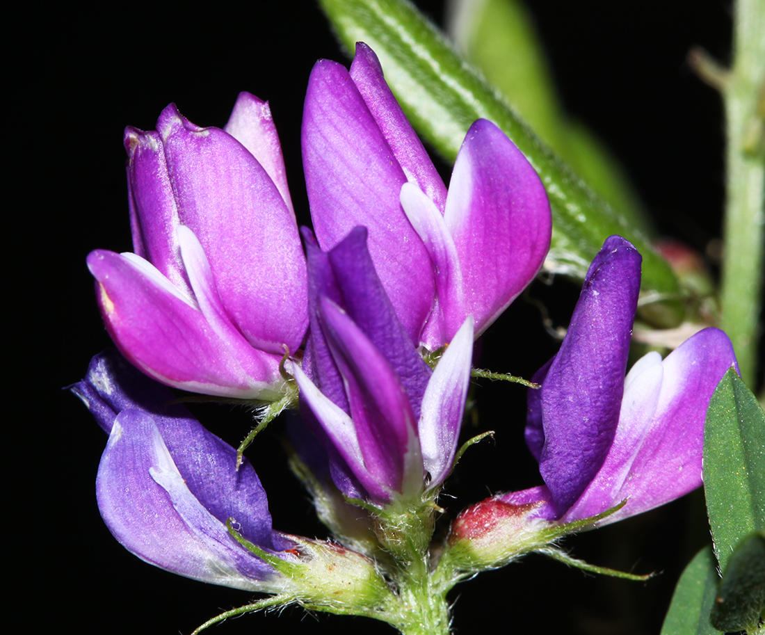 Image of Astragalus davuricus specimen.