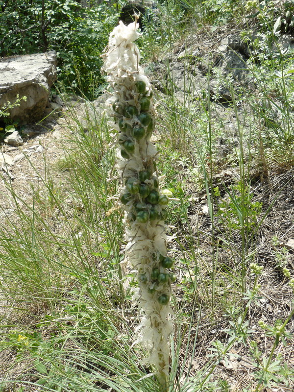 Image of Asphodeline taurica specimen.