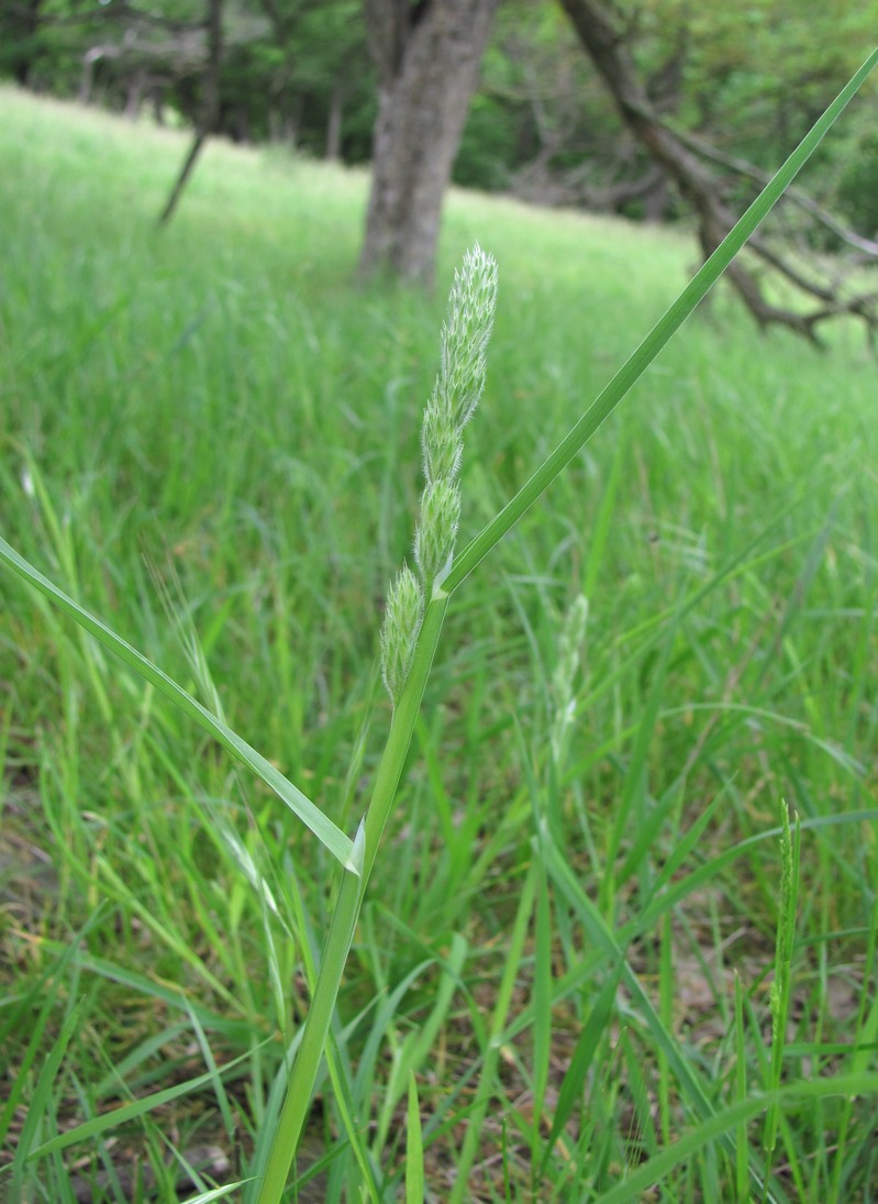 Image of Dactylis hispanica specimen.