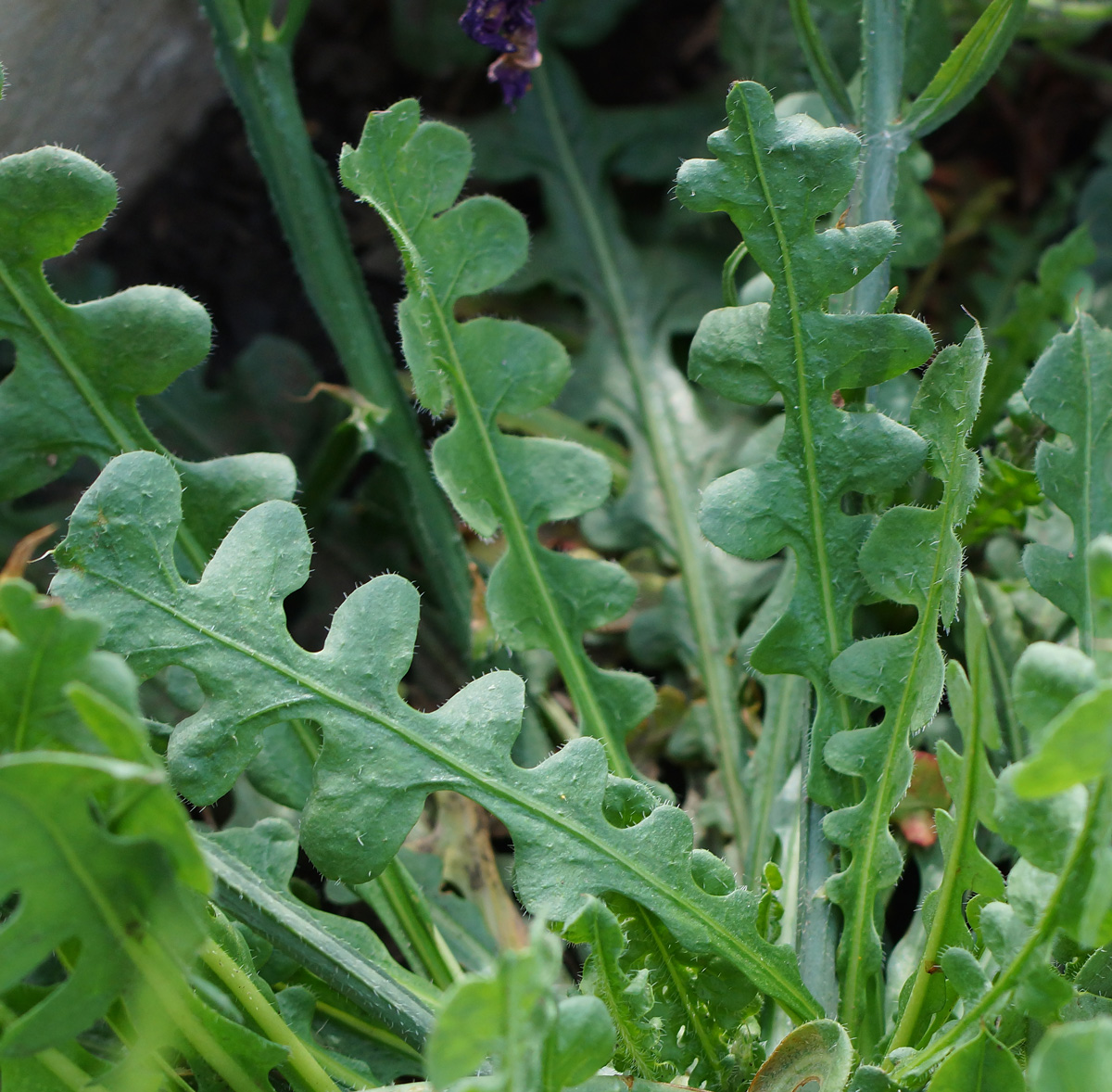 Изображение особи Limonium sinuatum.