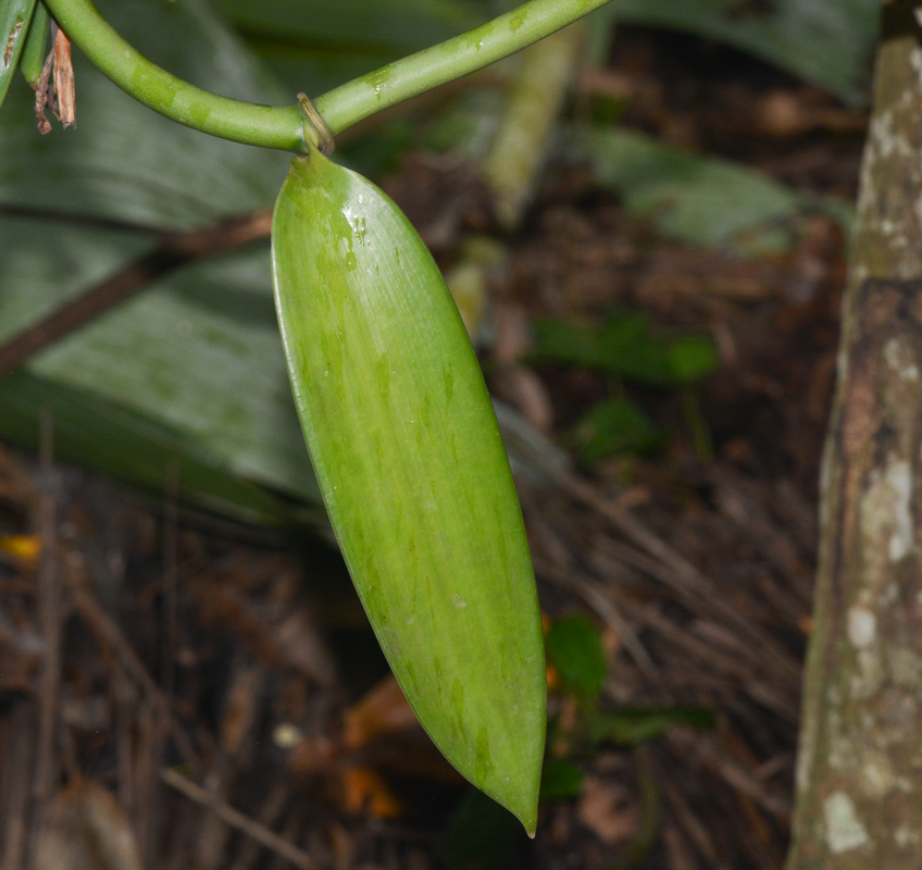 Image of Vanilla planifolia specimen.